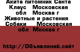 Акита питомник Санта Клаус - Московская обл., Москва г. Животные и растения » Собаки   . Московская обл.,Москва г.